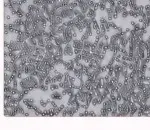 Optical Microscope x40